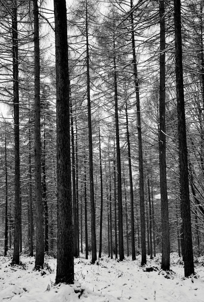 Forest Photography Landscape